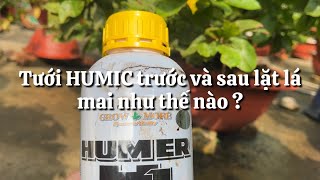 Tưới HUMIC trước và sau lặt lá mai ? // 28-11 âm lịch