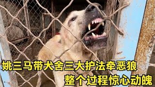 姚三马带犬舍三大护法牵恶狼，整个过程惊心动魄，竟差点闹出人命