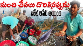 చేపలు మంచిగా దొరికినప్పుడే \