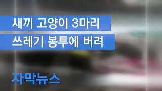 [자막뉴스] 새끼고양이 3마리, 쓰레기 봉투에 버려…경찰 수사 / KBS뉴스(News)