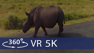 South Africa - Safari in Kruger National Park in 360 VR