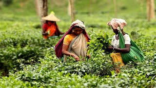 মৌলভীবাজারকে কেন চা’-এর রাজধানী বলা হয়? Why is Moulvibazar called the capital of tea?