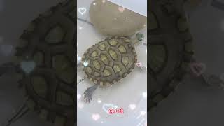 一转眼你就长大了∼光阴似箭#巴西龟#日常 #成长#记录  #turtle#short#daily#memory