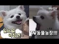 자 내일 아침 9시 30분으로 알람 맞출 시간이예요 ㅣ Dog Never Lets Guests Leave The House