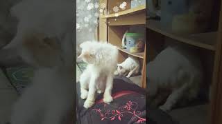 Հարմարավետ նստած դիրք կատուների համար #cat #cats