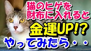 【実話を元にした話】猫のヒゲを財布に入れると金運が上がるらしい。実際にやってみたら・・【朗読】