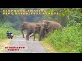 #Elephant# #Chasing#  #Bike Rider# (Full Story)