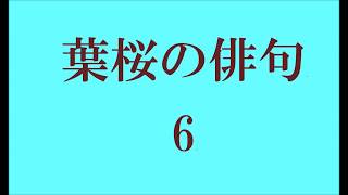 葉桜の俳句。6