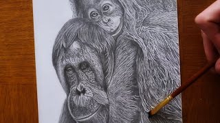 Dessin Orang-Outan / TJ DRAWING