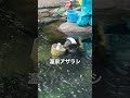 温泉アザラシ