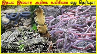 இதயம் இல்லாத அதிசய உயிரினம் எது தெரியுமா?  FACTS ULAGAM TAMIL