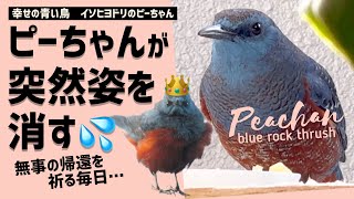 イソヒヨドリのピーちゃんが10日前から来ない。年明けの愛くるしい映像と共に…【4K】