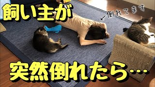 【検証】飼い主が突然倒れたら、にゃんモモはどうする！？