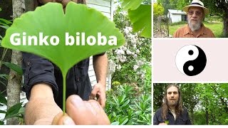 Ginkgo biloba | Brain Food | Duality In Unity | Harmonic Arts