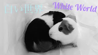 モルモットが遭難？　Guinea Pigs got into a white world