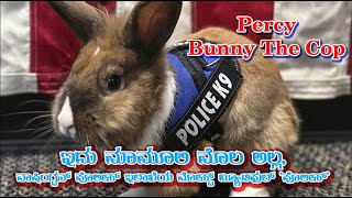 Percy Bunny Cop: ಇದು ಮಾಮೂಲಿ ಮೊಲ ಅಲ್ಲ, ಪೊಲೀಸ್ ಇಲಾಖೆಯ ಮೋಸ್ಟ್ ಬ್ಯೂಟಿಫುಲ್ 'ಪೊಲೀಸ್'