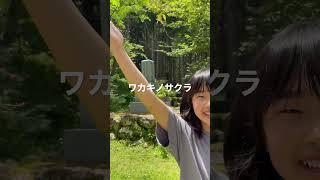 らんまん 牧野公園② 牧野さんが名付けたワカキノサクラ