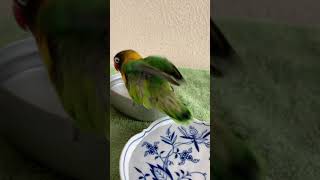 大真面目に水浴びくるみん　ボタンインコ  くるみ 成長記 lovebird  girl kurumi（Walnut）