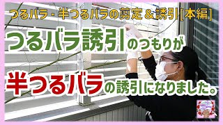 【思い通りにいかなかったバラの冬仕事】つるバラの剪定・誘引をするつもりが半つるバラの剪定と誘引になりました。