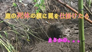 (解説)これがっ。吉良式誘引法じゃぁぁあっ！！！（猪捕れました。）