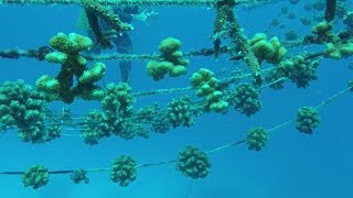 Coral Reef Gardening Episode 12