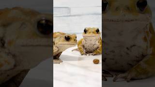 食べきる気ないヒキガエル Funny Toad Video