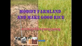 #skhsovanvorttanak​  Modify land and make good rice. ការកែប្រែដីខ្សោះជីជាតិ និងទិន្នផលដែលទទួលបាន