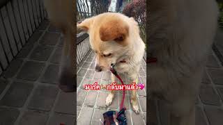 #สี่ขาแสนรัก #สุนัขแสนรู้ #สุนัขน่ารัก #youtubeshorts #doglife #doglover