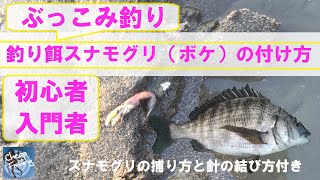 チヌの餌釣り入門！初心者のためのスナモグリ（ボケ）の付け方