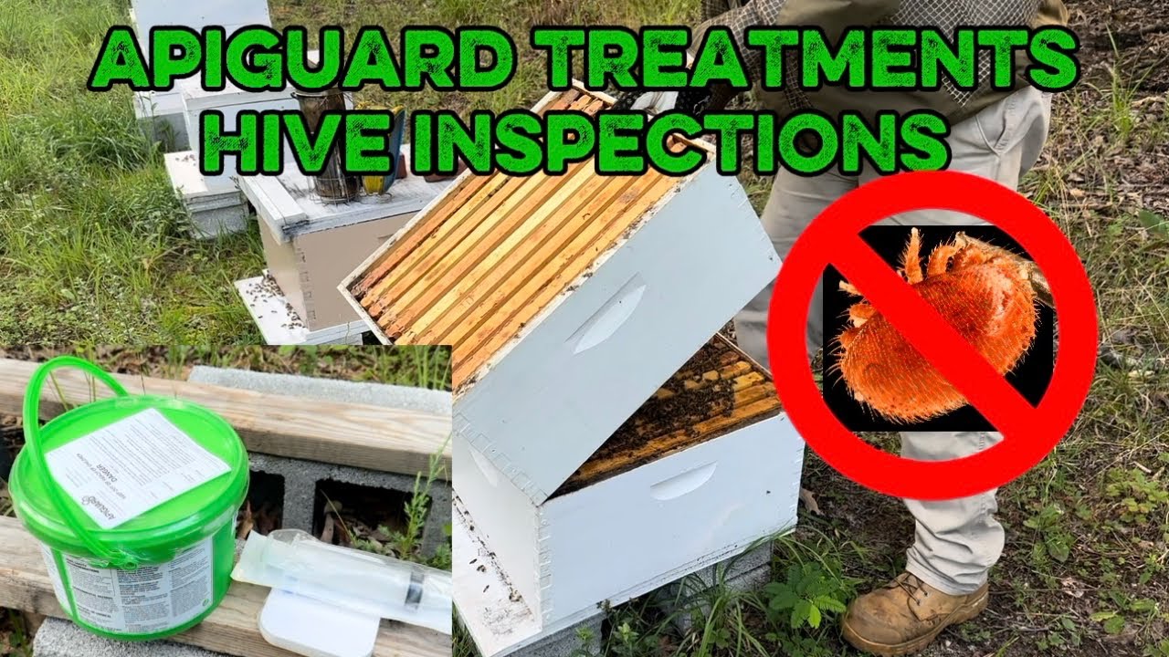 Apiguard Treatments Summer Hive Inspections Youtube