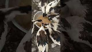 #viralvideo #duck রাজ হাস