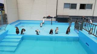 室蘭水族館　人気者のフンボルトペンギン