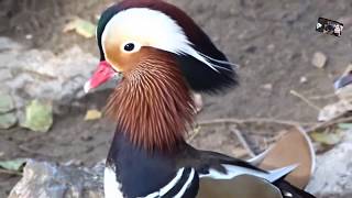 Les Cris du beau Canard Mandarin  -  Le Jardin aux Oiseaux  - Zoo d'Upie  ( Drôme) France