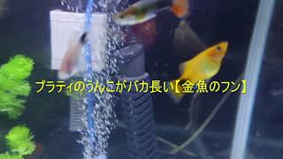 【金魚のフン】プラティのうんこがバカ長い【アクアリウム小ネタ】