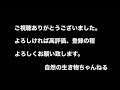 コカマキリの羽根の内側！見た事ありますか？