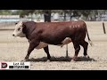 lot 48 dayu152 days whiteface 2025