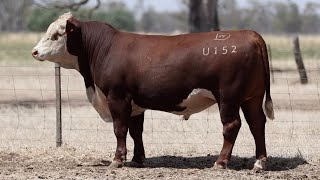 Lot 48 DAYU152 Days Whiteface 2025