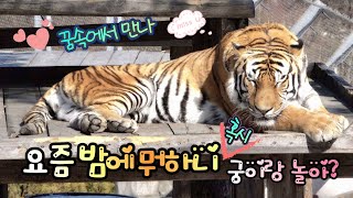 [2025,2,22] 출근해서 20분만에 낮잠시작😜 자는것💤만으로도 넌 최고인범🐯 태범🐯