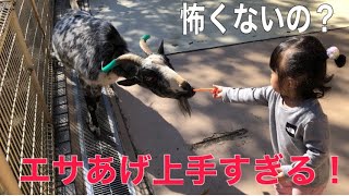 【麻溝公園／動物園】おでかけ／モルモット、ヤギさんにエサやりが上手すぎる！！