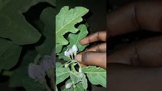 Nine flowers in single flower stem in eggplant