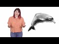 Amazon River Dolphins Pink Freshwater Dolphins That Eat Piranhas