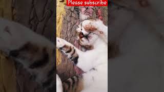 එයාගෙ වෙනසක් දැක්කේ කවුද😍😺#cats #petlove#village lifeSL#cutekitty#viralvideo #youtubeshorts