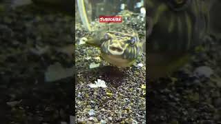 3 month old Fahaka Puffer Update - destroying snails