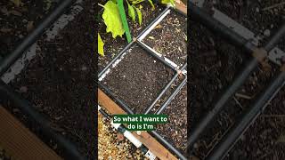 White Radishes Fall Planting