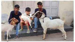 Quality Boer Goats and Quality Bantam male at JK goat farm Aurangabad start at 4300