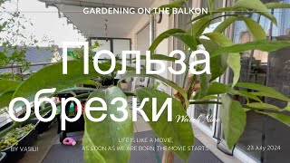 Вот, это-Кумкват! #garden #plants #gardening #цветы #сад #nature #diy #кумкват