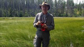 Drosera x woodii in Montana