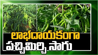 లాభదాయకంగా పచ్చి మిర్చి సాగు | Huge Profit With Green Chilli Cultivation | Matti Manishi | 10TV News