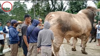 GIANT COW MAKES A THING IN THE MARKET