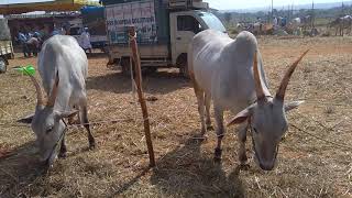 GHATISUBRAMANYA JATHRE|HALLIKAR|BULLS|PAIR